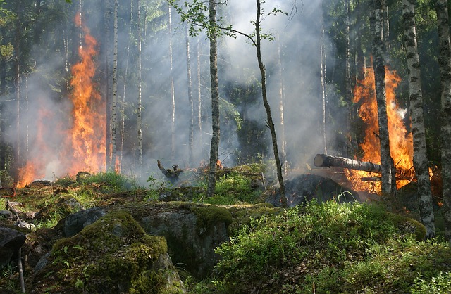 Acquisto terreno percorso dal fuoco